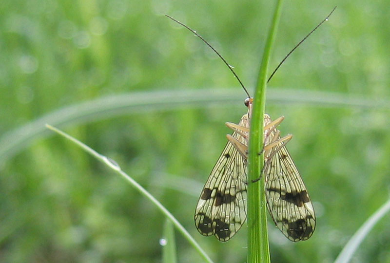 Panorpa sp.